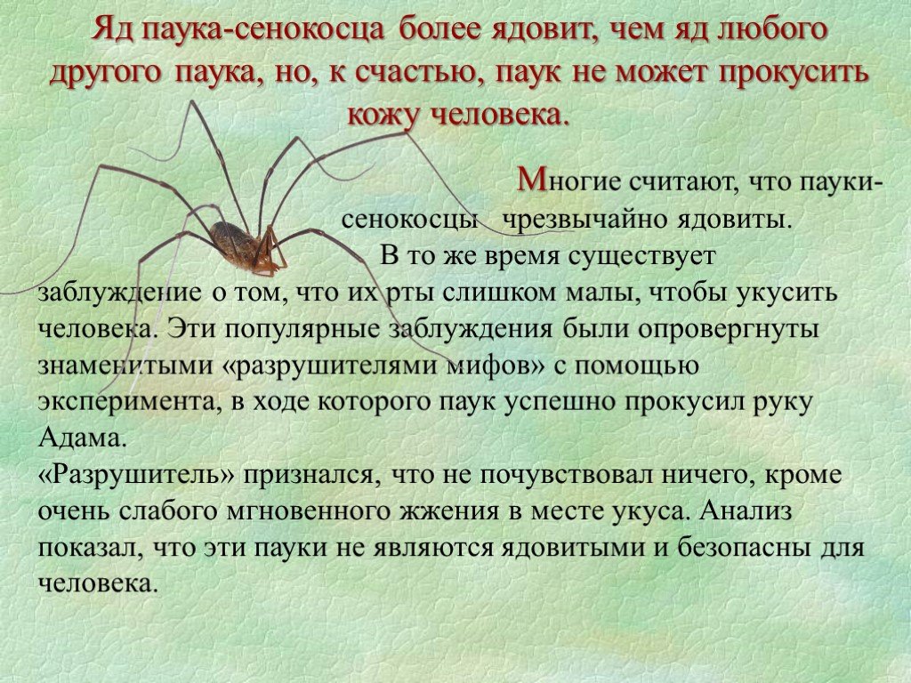 Домашние пауки: виды, какие живут в домах в россии, опасны ли черные пауки