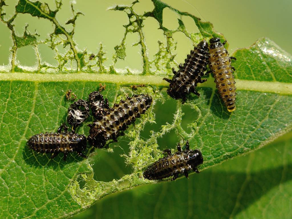 Полезные насекомые в саду: учимся разбираться в букашках, кто полезный, а кто вредный?