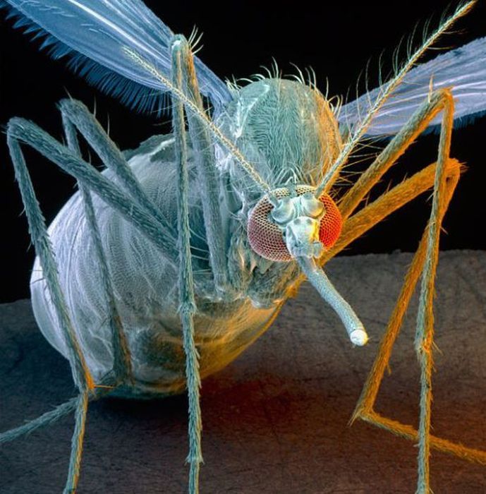 Подробное строение комара