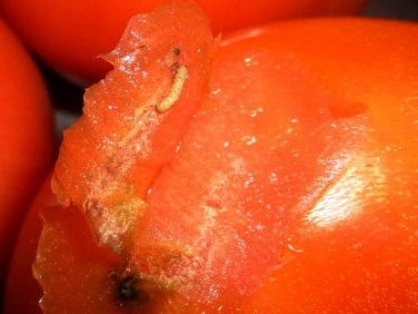 Если помидоры жируют, что делать?