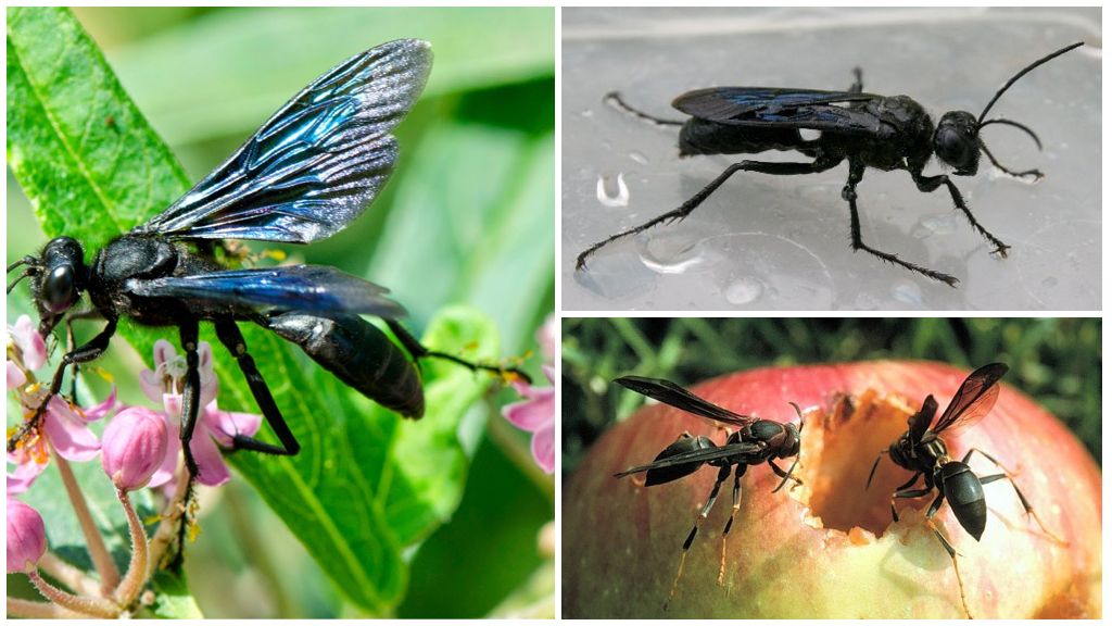 Оса - ядовитые насекомые | описание, фото и видео