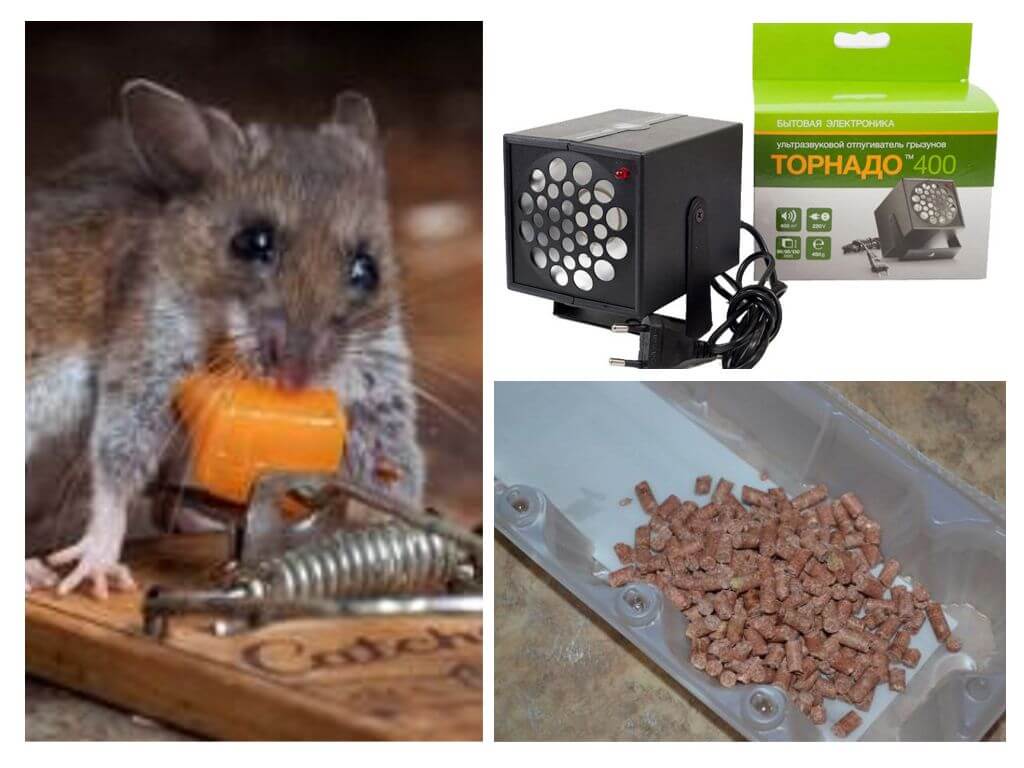 Как поймать мышь дома