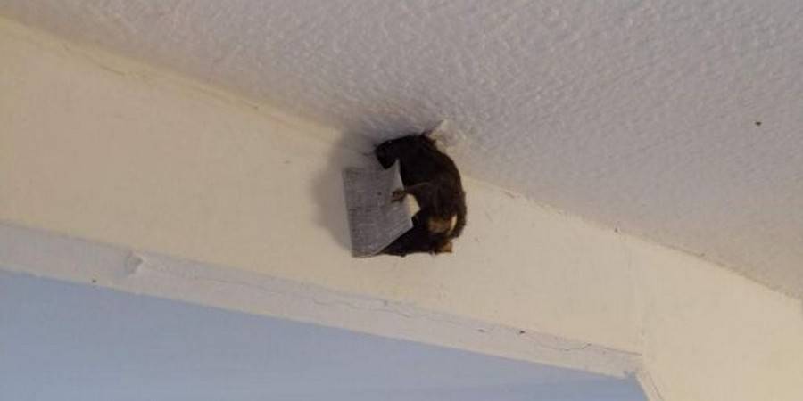 Могут ли мыши прогрызть натяжной потолок: что делать если они там бегаю