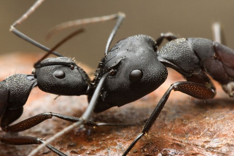 Враги надоедливых насекомых — кто ест муравьев?