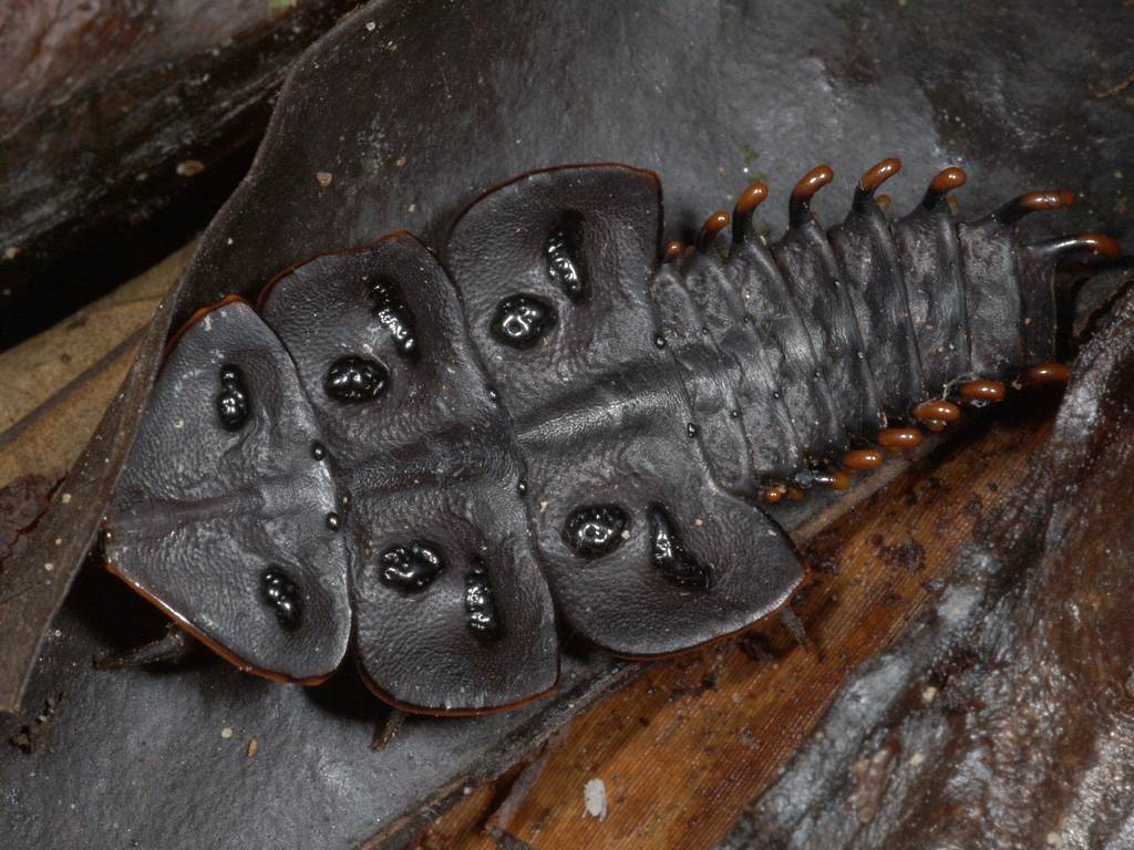 Доисторический червь с мощными челюстями жил на морском дне 20 млн лет назад: палеонтологи нашли его следы у берегов тайваня