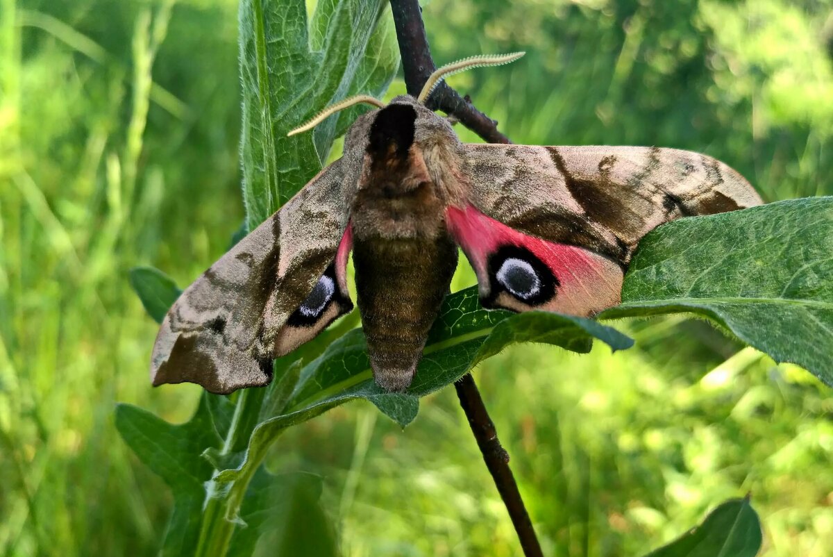 Бражник тополевый – ночная бабочка, которая не ест