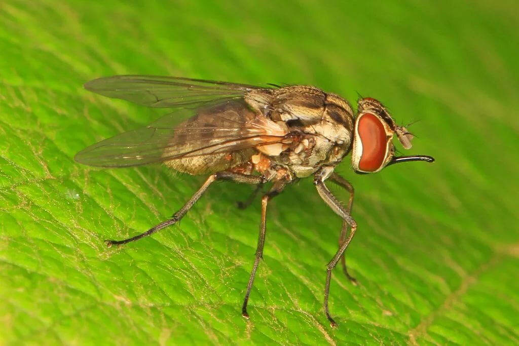 Осенняя жигалка – как истребить кусачую муху
