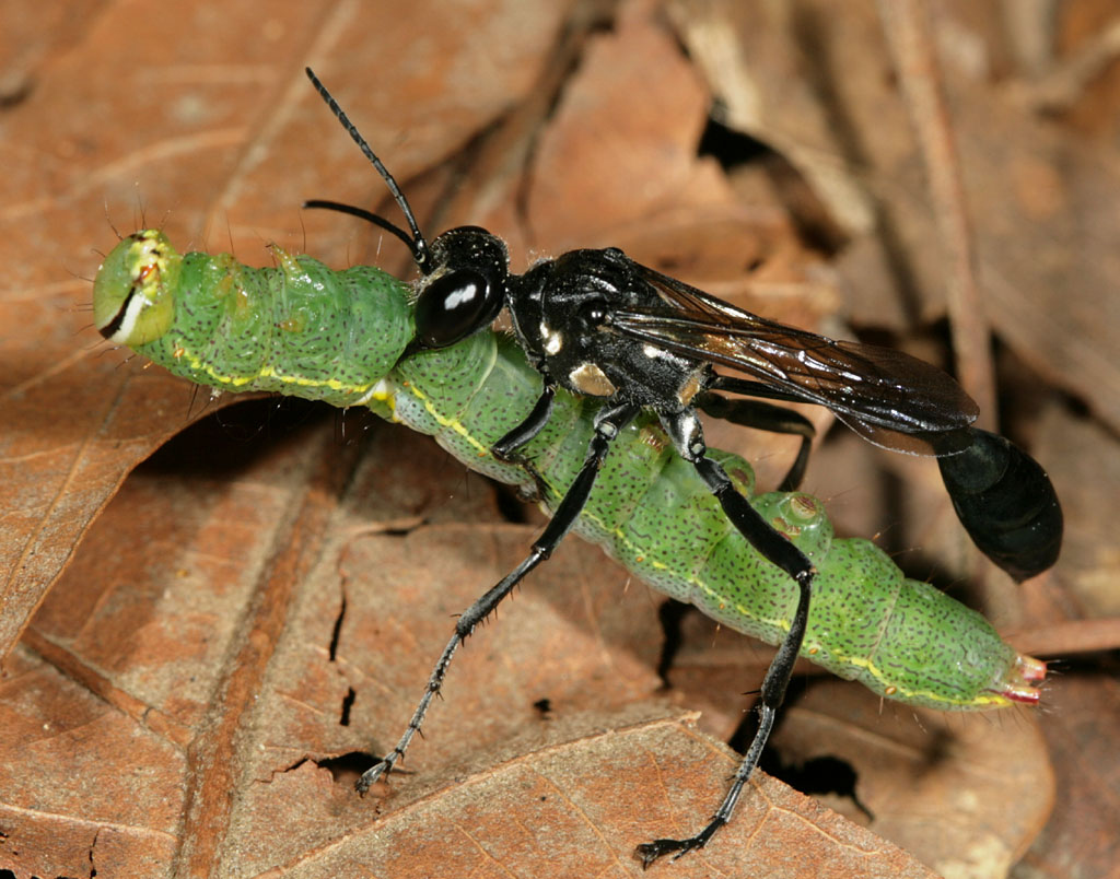 Оса-наездник – описание насекомого и его жизни