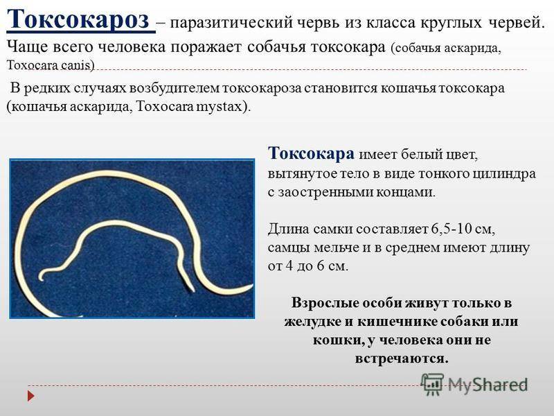 Виды круглых червей (нематоды): острицы, аскариды, угрица кишечная, трихинеллы, филярии  | признаки, лечение и диагностика вгкб № 2