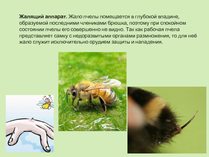Пчела и оса сходство и различие