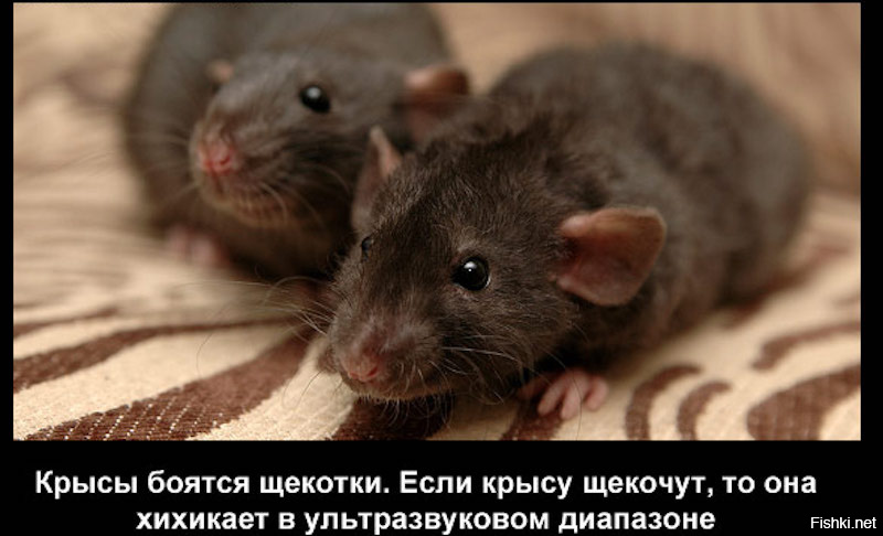 Крысы - распространение, ущерб, дар предвидения, эксперименты