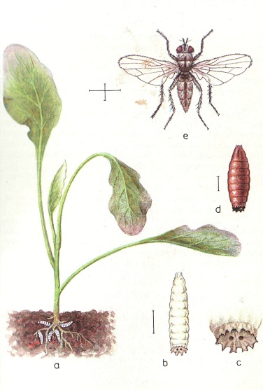 Капустная муха меры борьбы