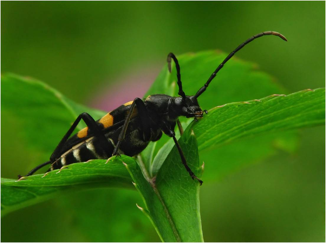 Жук усач насекомое. описание, особенности, виды, образ жизни и среда обитания жука усача | живность.ру