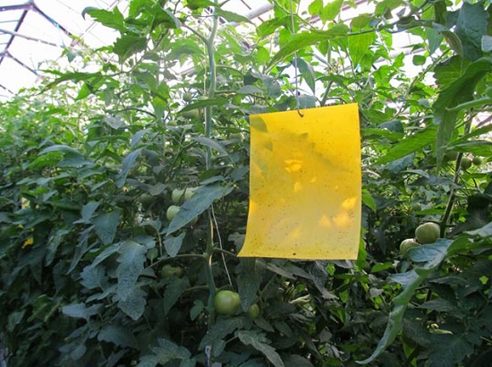Как избавиться от белокрылки в огороде: обзор эффективных средств