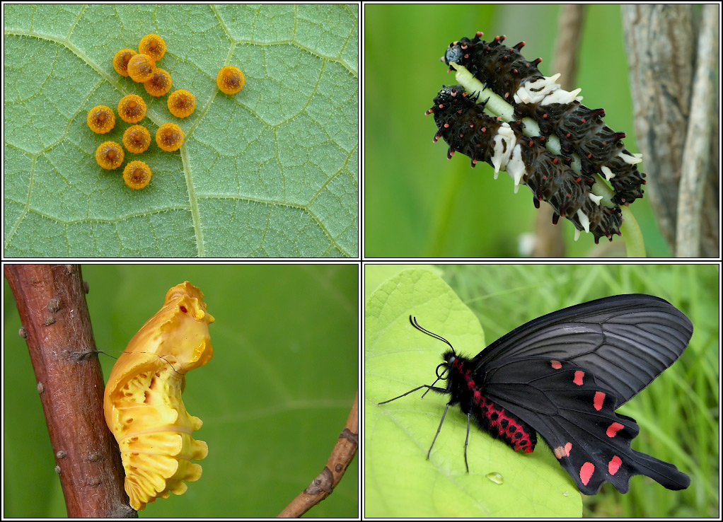 Гусеница - это личинка бабочки, стадии ее развития и особенности питания