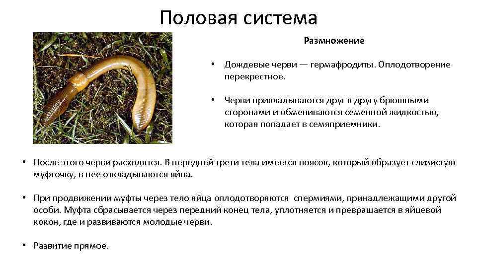 Дождевой червь: описание образа жизни и особенностей, польза для почвы и роль в природе