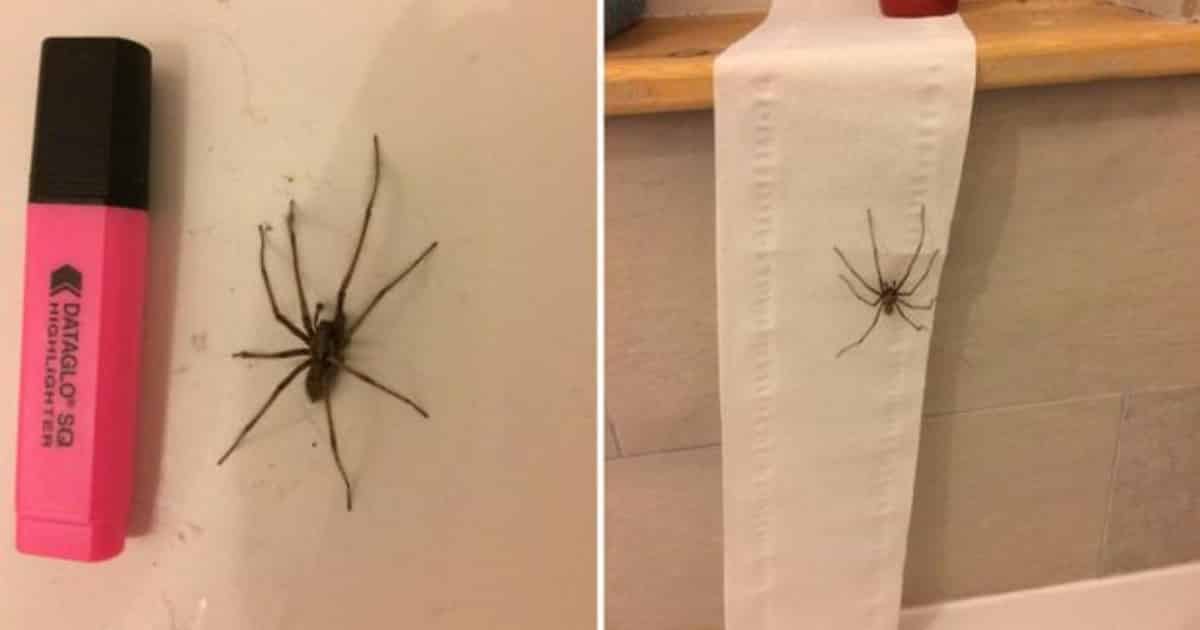 Как навсегда избавиться от пауков в квартире и частном доме