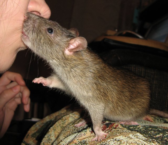 Декоративные крысы: содержание домашних видов и советы по уходу за ними (145 фото и видео)