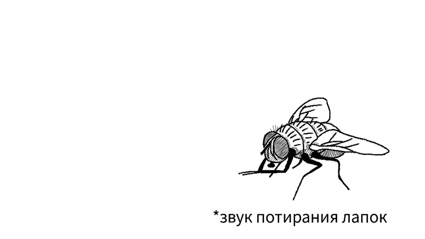 Почему мухи лапки моют. для чего мухи потирают лапками? среднее время прочтения:
