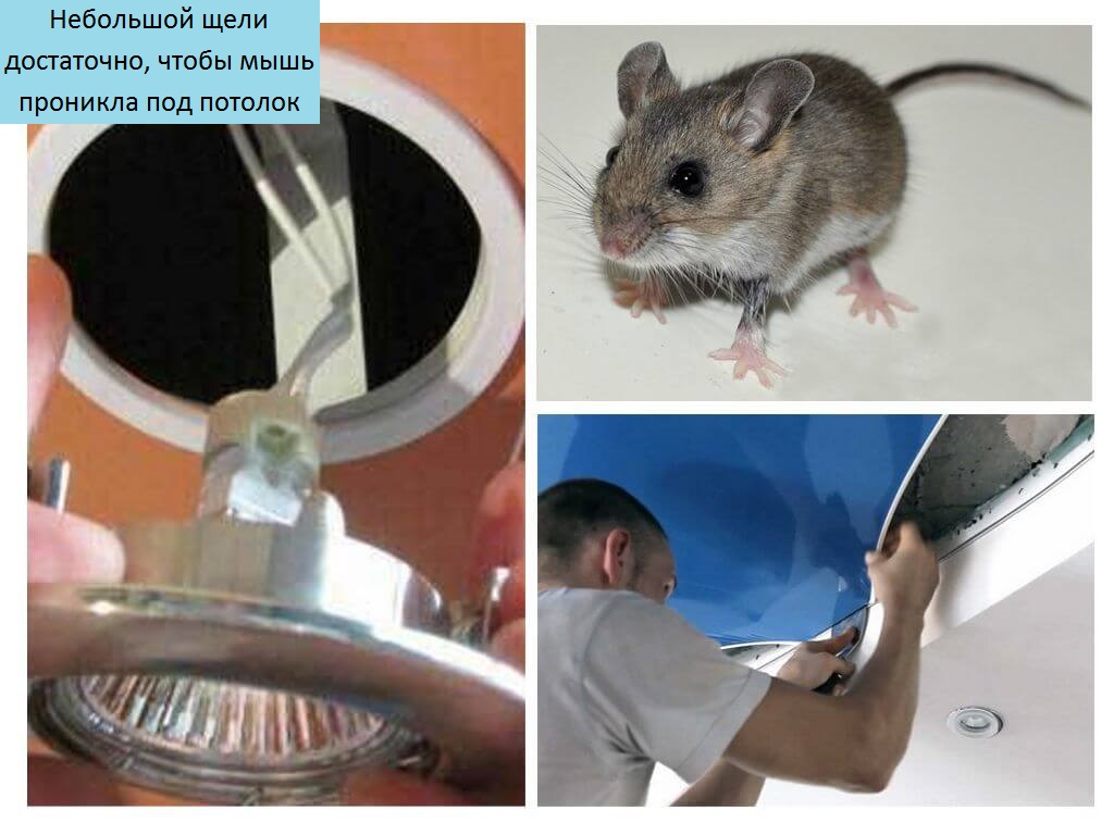 Как избавиться от мышей под натяжным потолком