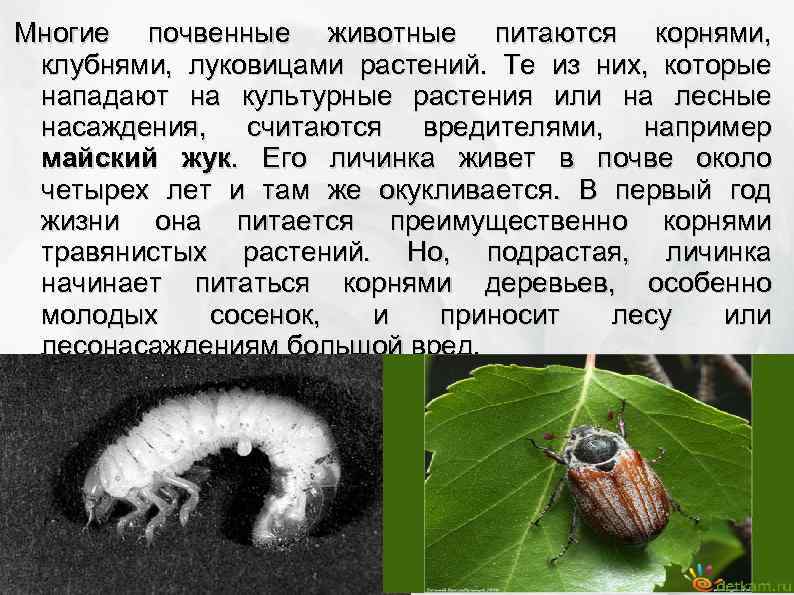 Личинка майского жука обитает