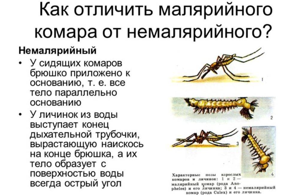 В каком месяце комары. Размножение малярийного комара. Малярийный комар как отличить. Основные отличия малярийного комара. Как отличить малярийного комара от немалярийного.