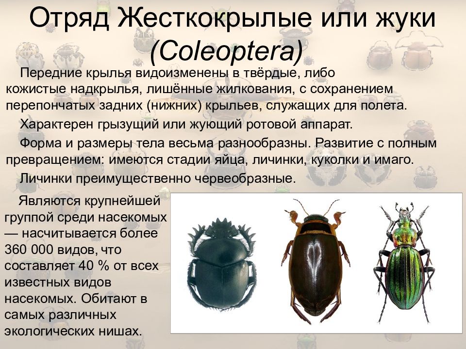 Майский жук насекомое. образ жизни и среда обитания майского жука | животный мир