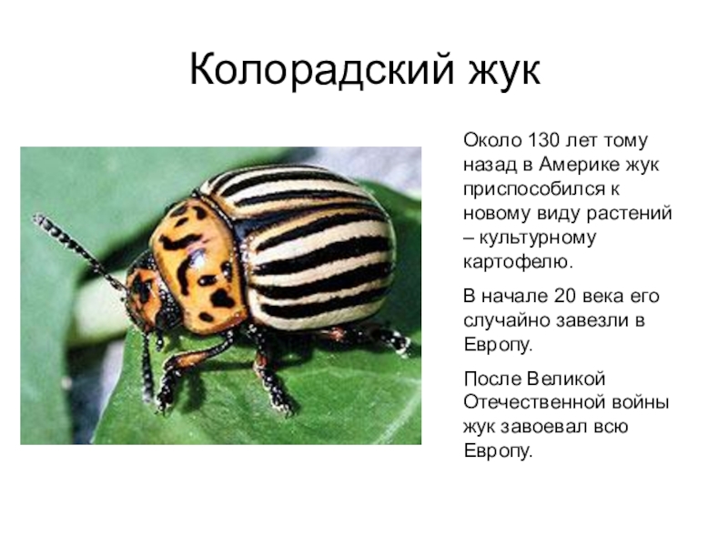 Колорадский жук - распространение, жизненный цикл и особенности
колорадский жук - распространение, жизненный цикл и особенности