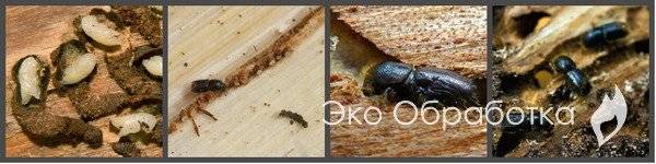 Как вывести жука короеда из деревянного дома: химические препараты, механические методы и народные методы