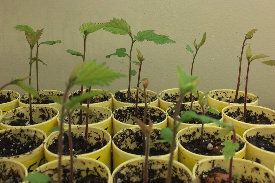 Фундук – выращивание на дачном участке в советах опытных садоводов