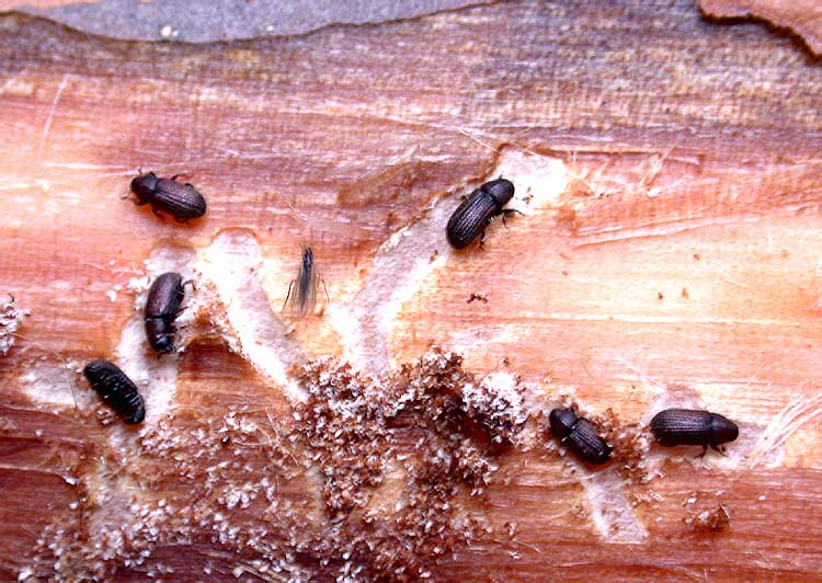 Древесный жук: признаки появления, борьба и профилактика