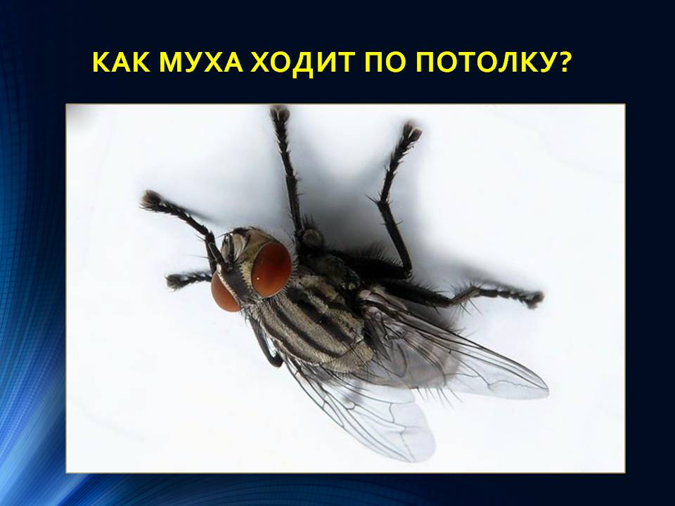 Уникальность лапок мухи