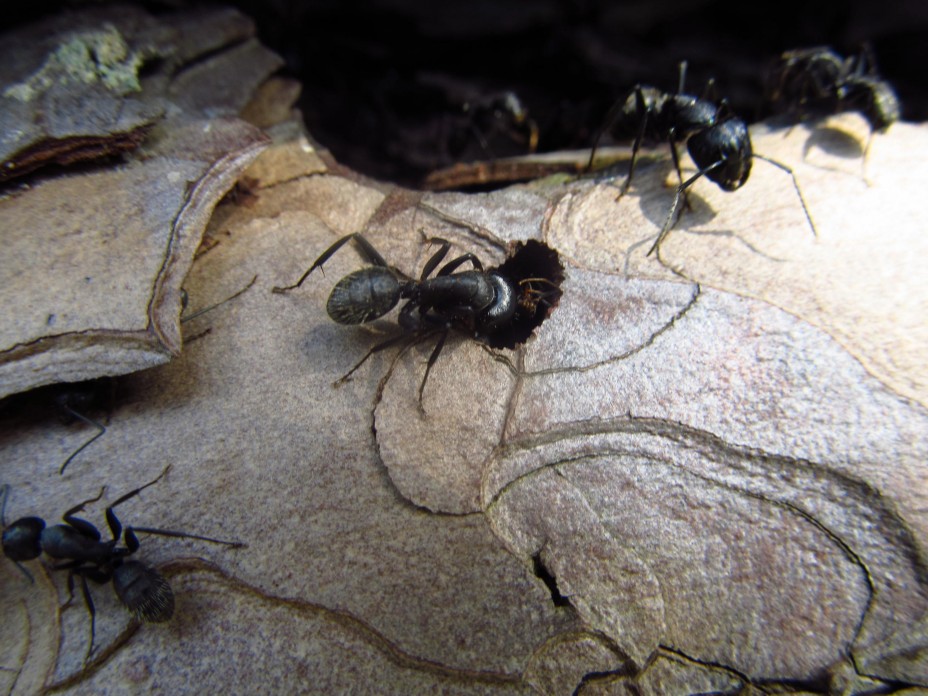 Лесные работяги, сколько живет муравей или немного об устройстве муравьев