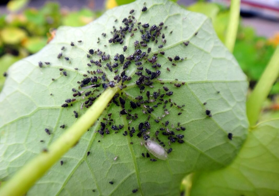 ✅ тля и муравьи на смородине: как избавиться и чем обработать, как спасти растение, народные и профессиональные средства - tehnoyug.com