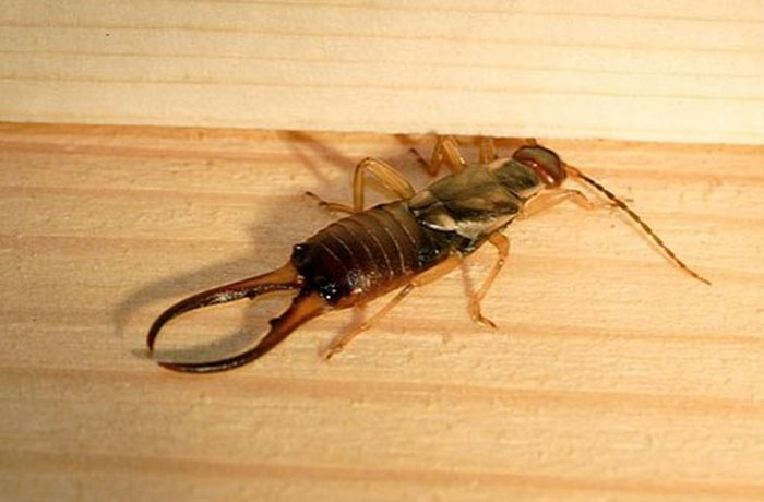 Двухвостка – что это за насекомое и как с ней бороться в домашних условиях - уничтожение вредителей