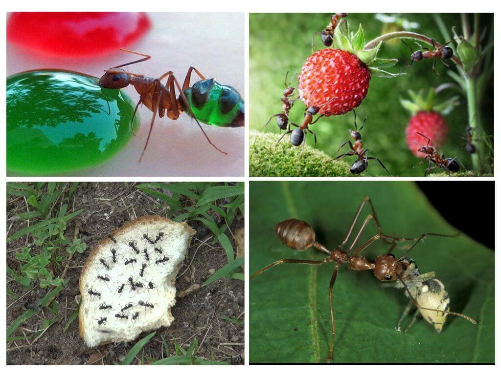 Чем питаются муравьи в природе и дома?