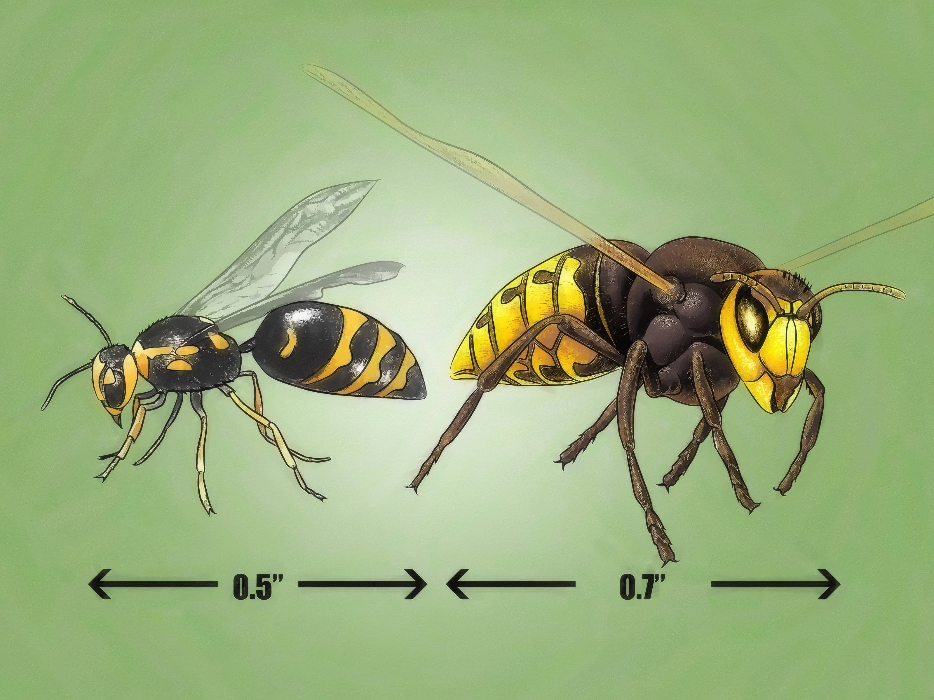 Что делать с укусом осы, пчелы, шершня или шмеля - лайфхакер