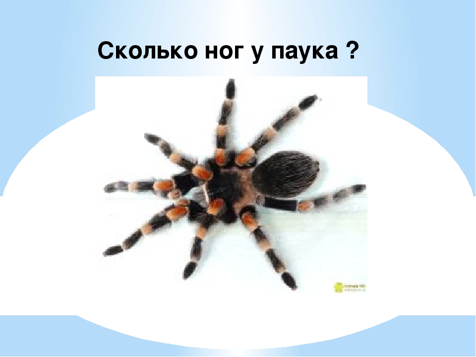 Сколько ног у паука, какие лапы для чего нужны, от чего зависит кол-во?