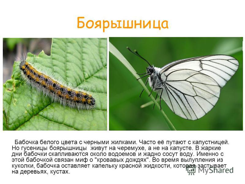 Капустная белянка: 6 способов борьбы с бабочкой и гусеницей капустницы