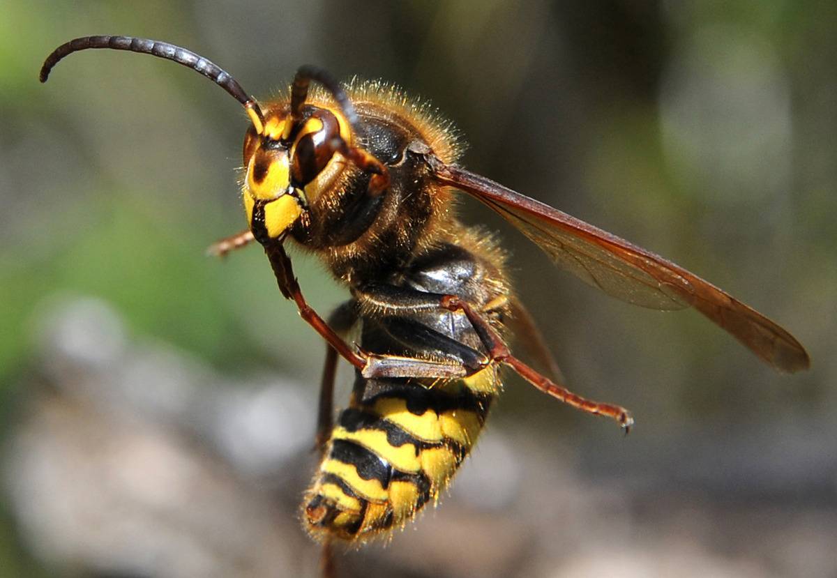 Полосатая муха похожая на осу – название, фото и описание