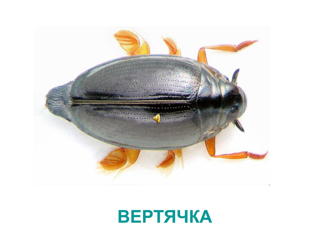 Скарабей жук насекомое. описание, особенности, образ жизни и среда обитания скарабея