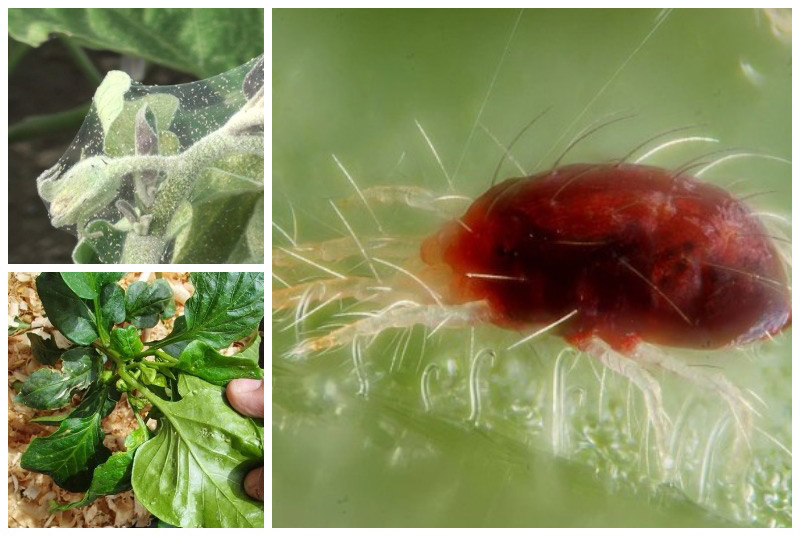 Как бороться с паутинным клещом на помидорах: эффективные способы
