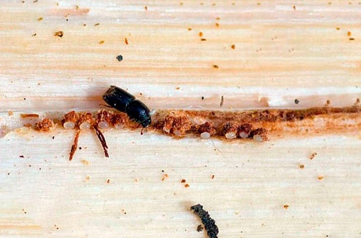 Короеды в деревянном доме: 105 фото как избавиться от жука своими руками