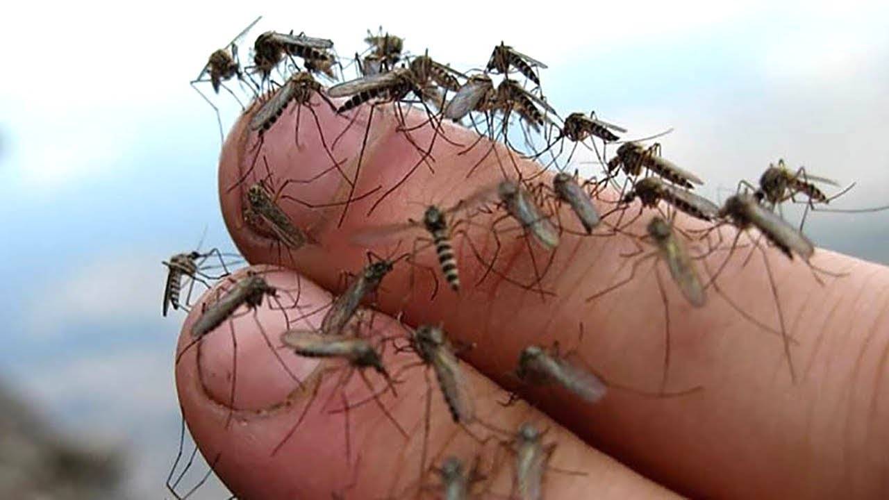 Звуки против комаров