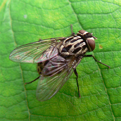 Описание и фото полосатой мухи похожей на осу