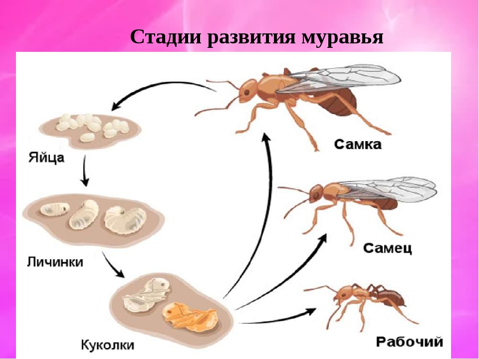 Муравей насекомое. образ жизни и среда обитания муравья