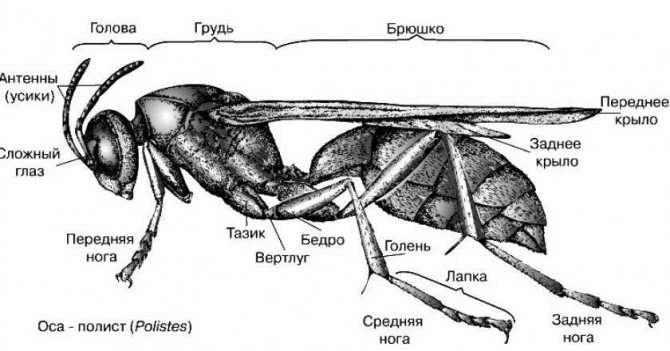 Разновидности удивительных насекомых ос