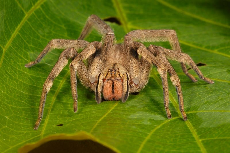 Как распознать бразильского странствующего паука