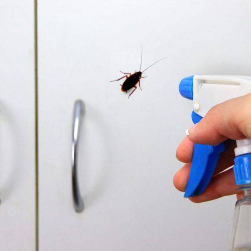 Как избавиться от запаха тараканов в квартире
