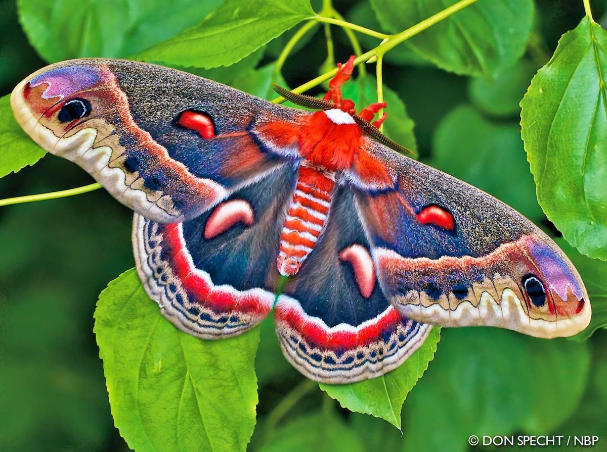 Внешний вид, обитание и питание бабочки павлиний глаз